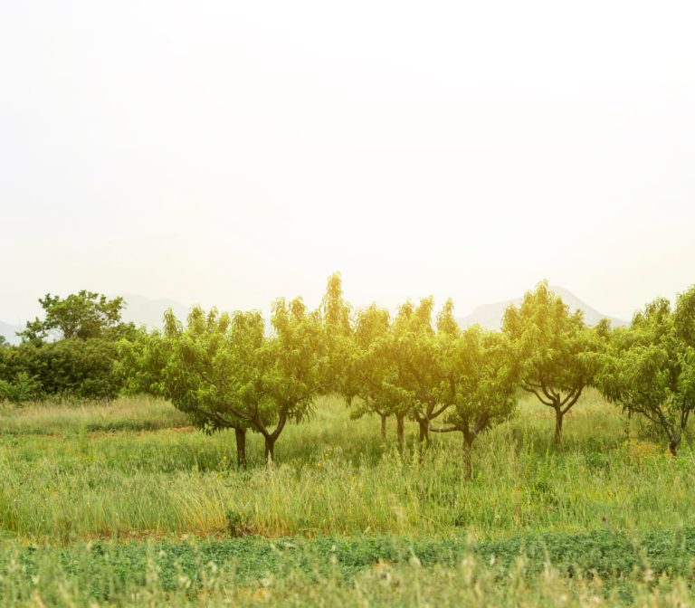 rural-landscape-with-green-trees (1)