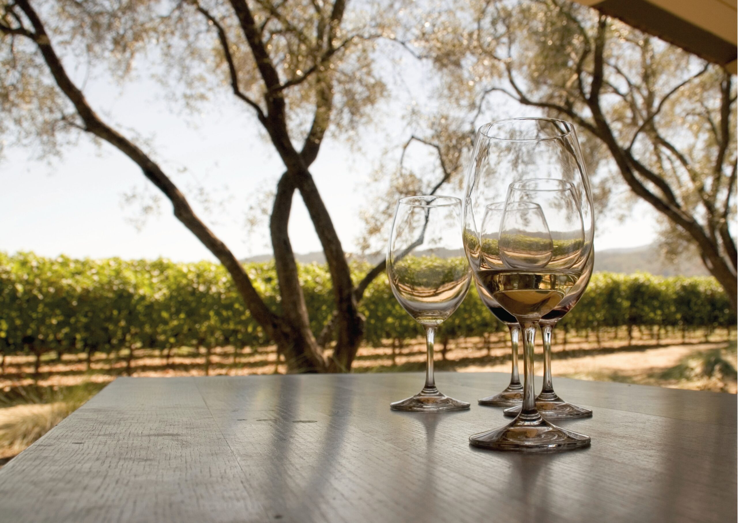 Degustazione vini in Valle d’Itria